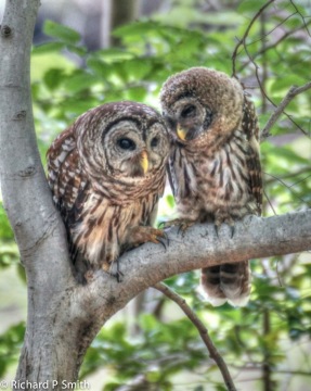 Parent and baby owl-1.jpg