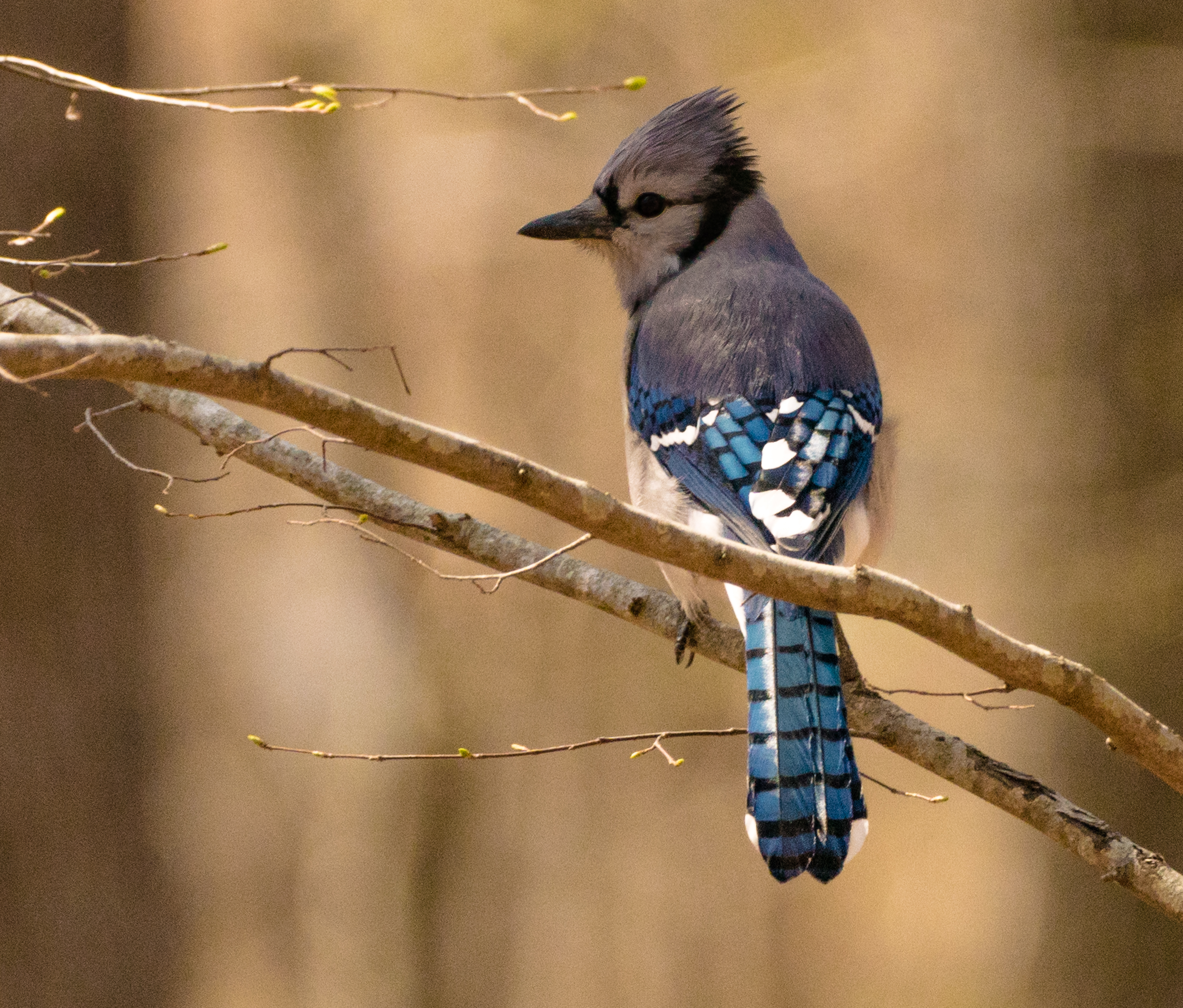 Young Blue Jay.jpg