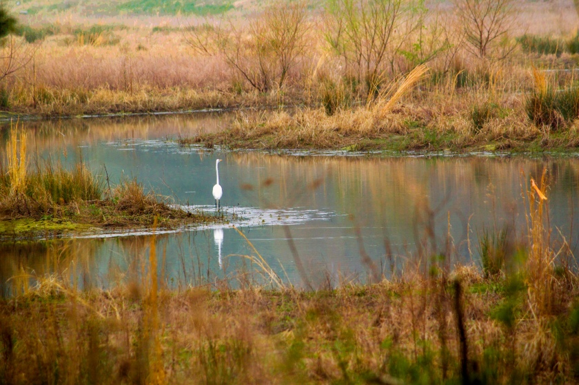 egret on river.jpg